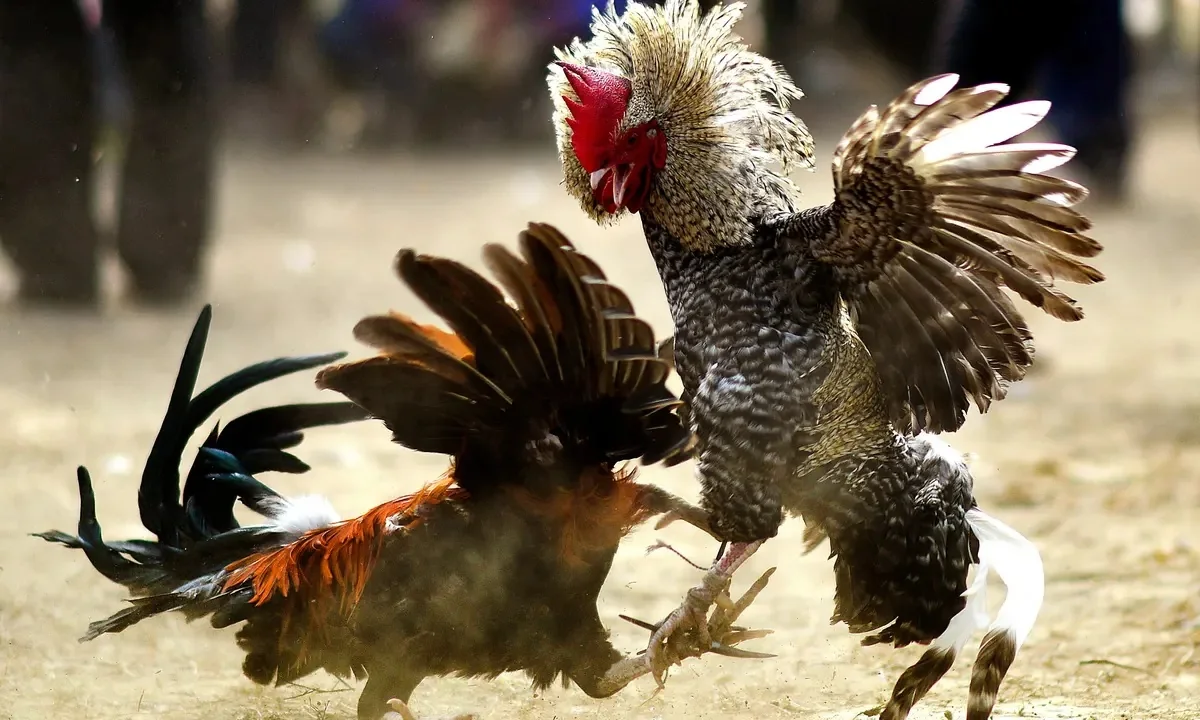Visual meja permainan bernuansa kasino untuk kategori MIMPI303